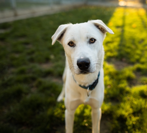 Hund im Freien