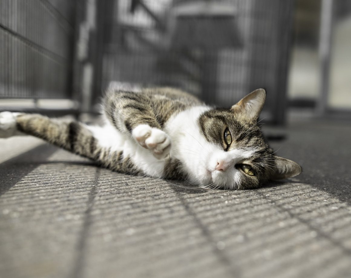 Liegende Katze